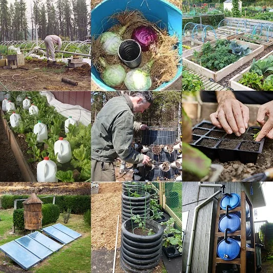 Self Sufficient Backyard1